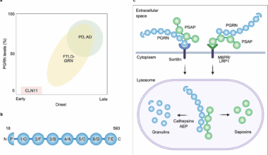 The role of endolysosomal progranulin and TMEM106B in neurodegenerative diseases | Molecular Neurodegeneration