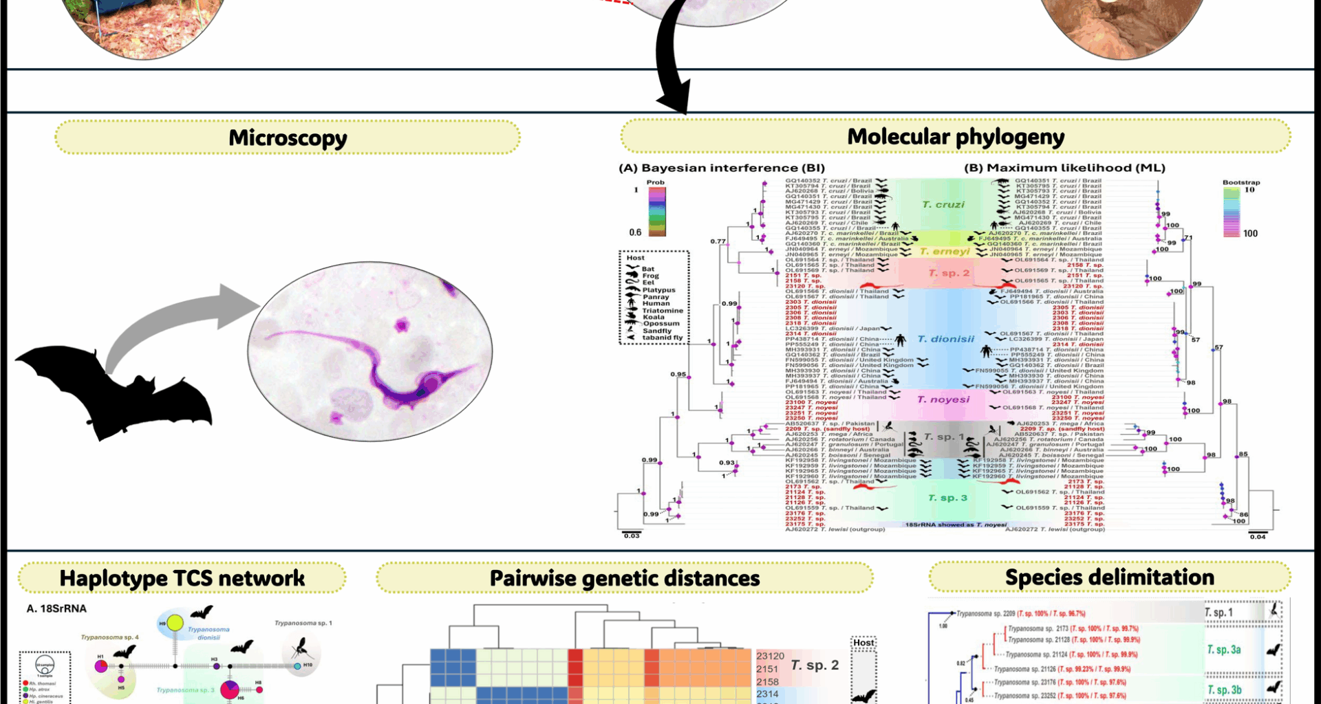 A comprehensive genetic and phylogenetic study of Trypanosoma spp. in bats and sand flies from shared habitats in Thailand | Parasites & Vectors
