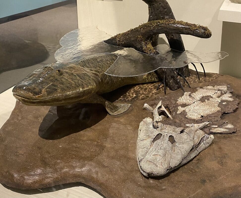 1312px Tiktaalik Model At The Harvard Museum Of Natural History