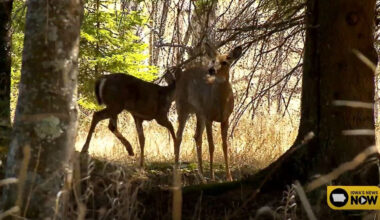 City leaders in Battle Creek consider options to address urban deer population
