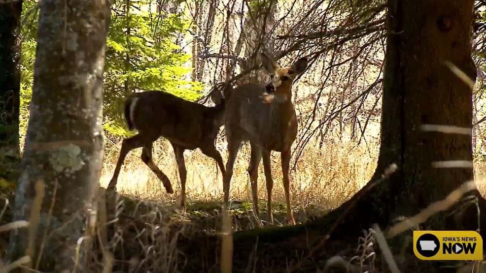 City leaders in Battle Creek consider options to address urban deer population