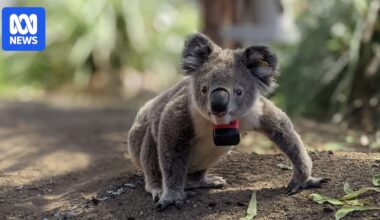 Koalas spend just 10 minutes a day risking their lives on the ground, tracking suggests