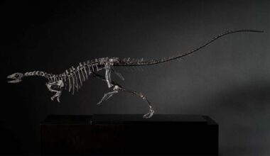 New Dog-Sized Dinosaur Had Quite the Tail