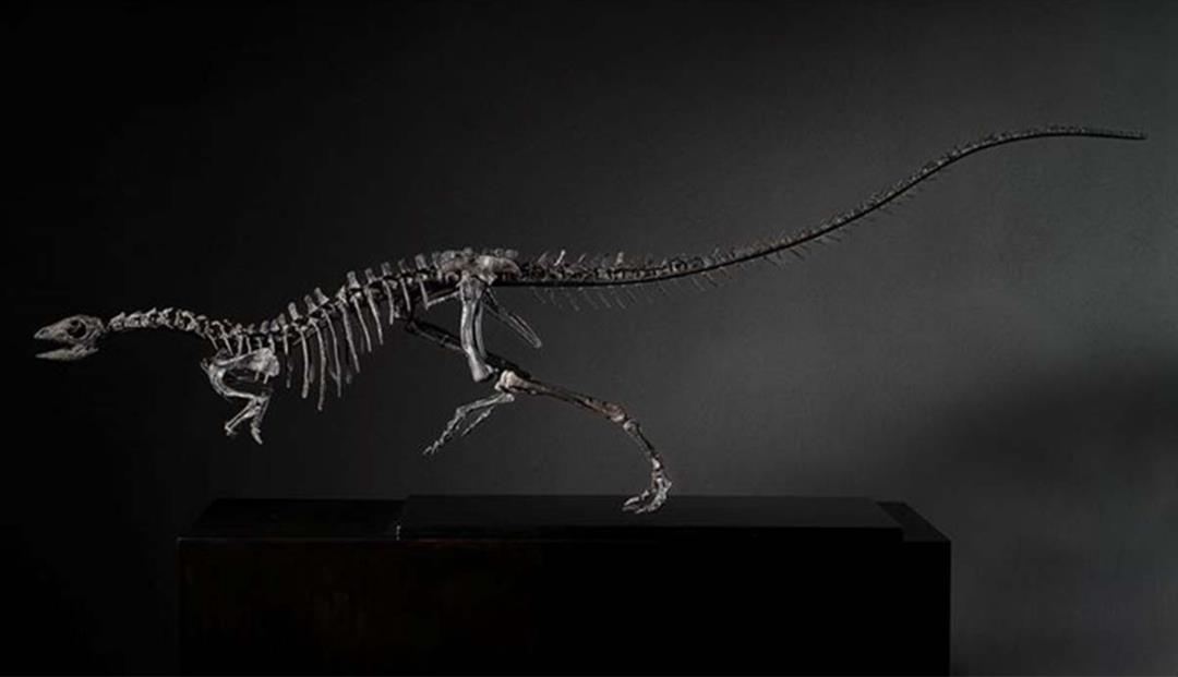 New Dog-Sized Dinosaur Had Quite the Tail