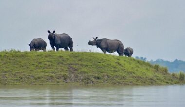 Genetic verification of Assam’s rhino horns underway at Kaziranga's Kohora