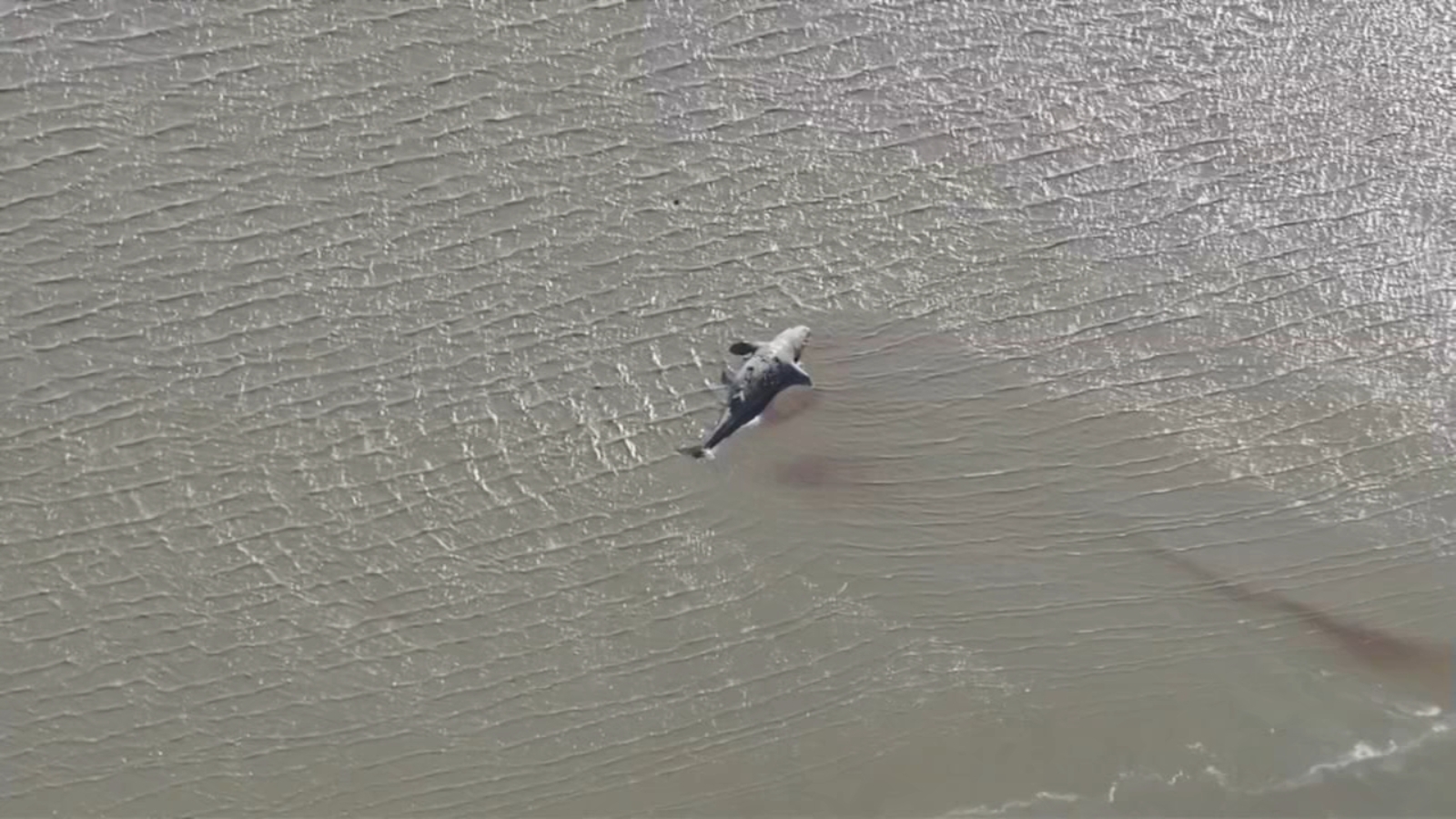 21 gray whales found dead in San Francisco Bay so far this year, most since 2000: Marine Mammal Center scientists