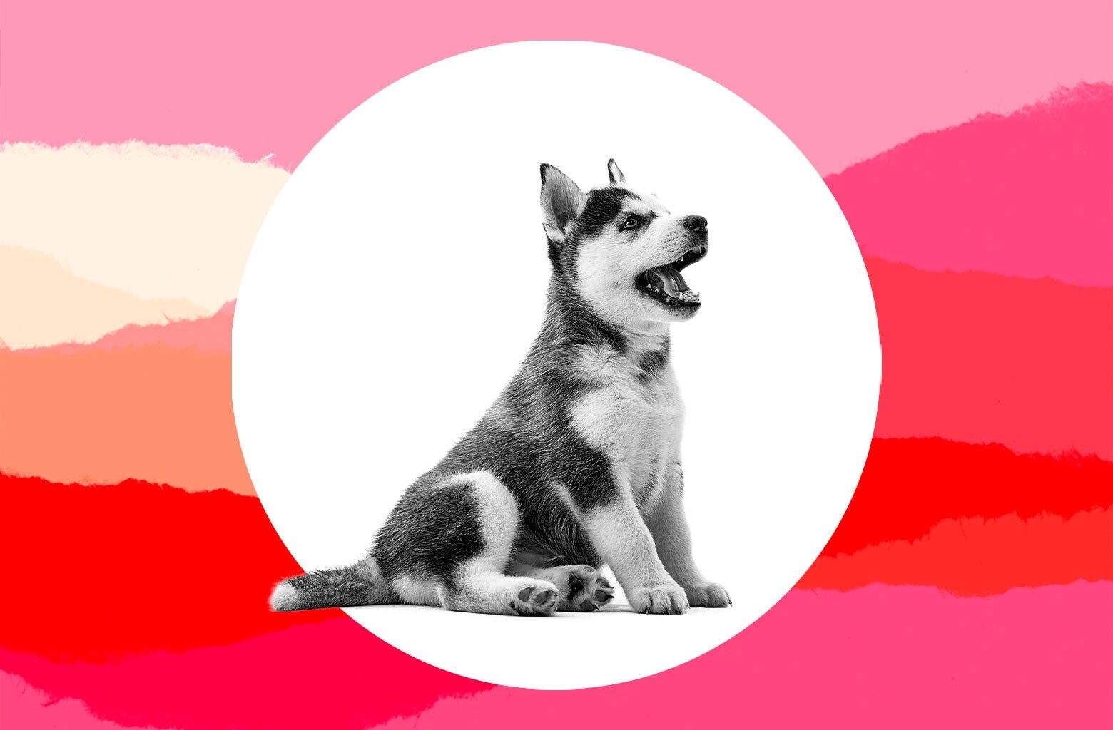 My husband surprised our kids with a puppy. But he didn't tell me first, and now it's a real problem.