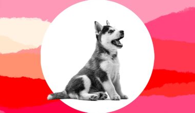 My husband surprised our kids with a puppy. But he didn't tell me first, and now it's a real problem.