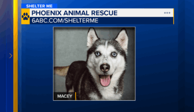 Shelter Me: Meet Macey from Phoenix Animal Rescue!