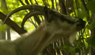 NYC events: New York City's Riverside Park hosts 'The Great Goat Graze-Off,' first professional eating competition of its kind