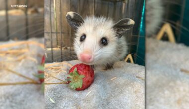 San Francisco's Yggdrasil Urban Wildlife Rescue looking for volunteers to foster orphaned possums