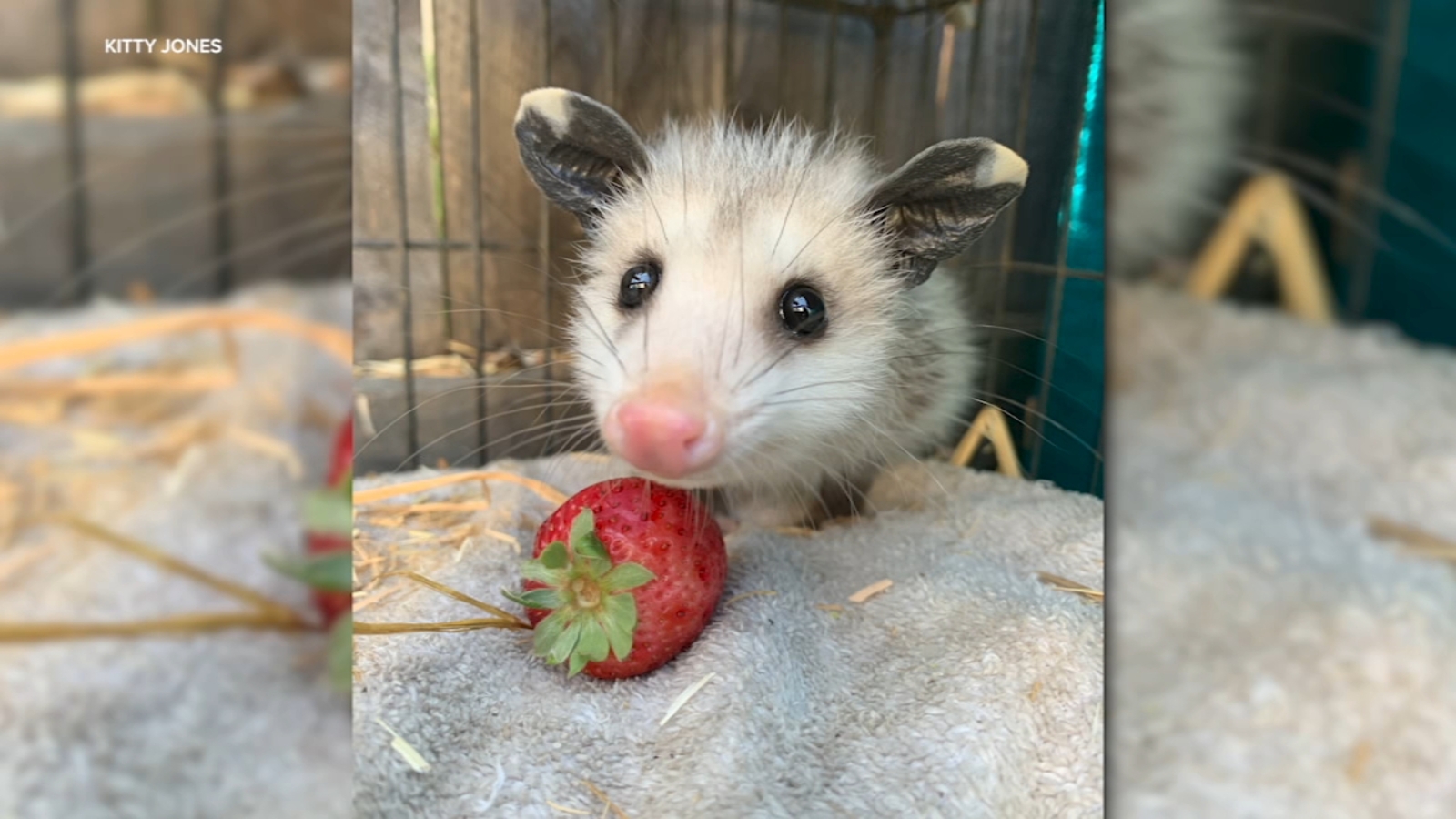 San Francisco's Yggdrasil Urban Wildlife Rescue looking for volunteers to foster orphaned possums
