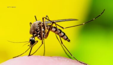 West Nile virus detected in mosquitoes in the Bronx, Brooklyn, Queens, and Staten Island