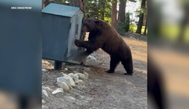 Anger over 'aggressive' Lake Tahoe black bear being euthanized after run-ins with humans