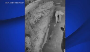 San Francisco Animal Care and Control seeking suspect caught on video chasing raccoon with lit blowtorch