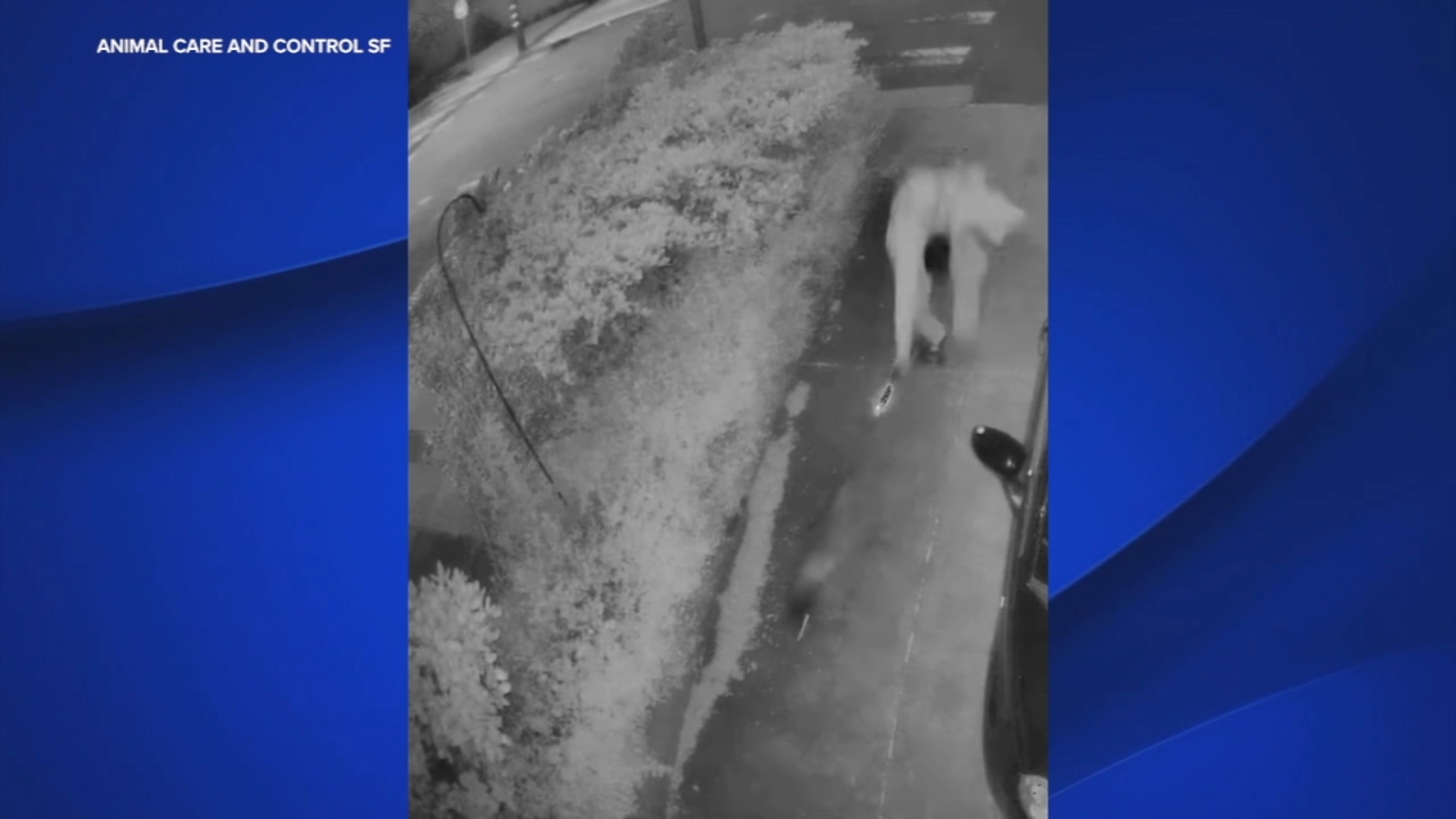 San Francisco Animal Care and Control seeking suspect caught on video chasing raccoon with lit blowtorch