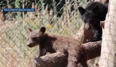 Placer County rescue takes in record number of orphaned bear cubs