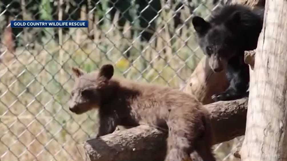 Placer County rescue takes in record number of orphaned bear cubs