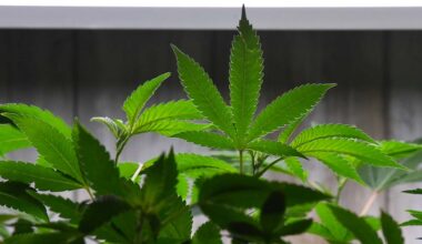 San Diego cannabis dispensaries allowed to stay open longer