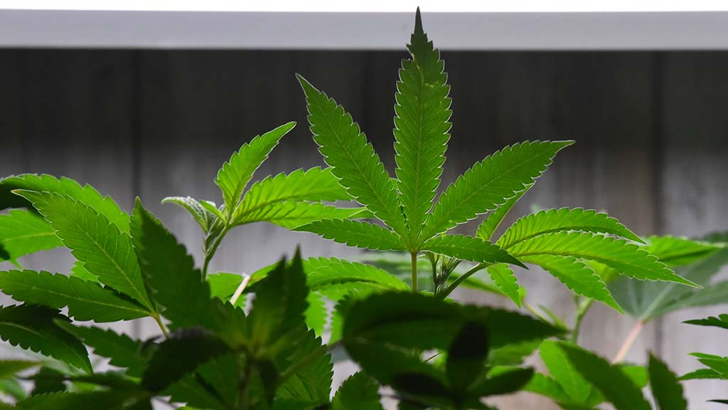 San Diego cannabis dispensaries allowed to stay open longer