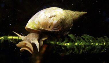 Invertebrate model sheds light on biological basis of anxiety