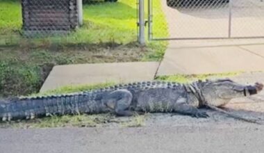 Houston homeowner spots alligator in front yard