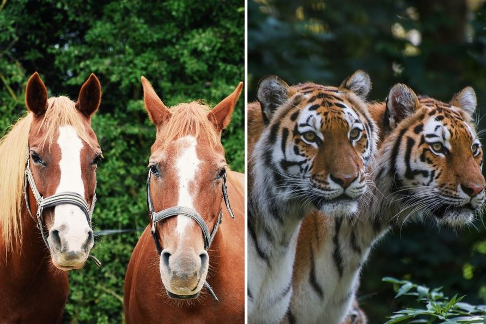 two horses, two tigers, chinese idiom