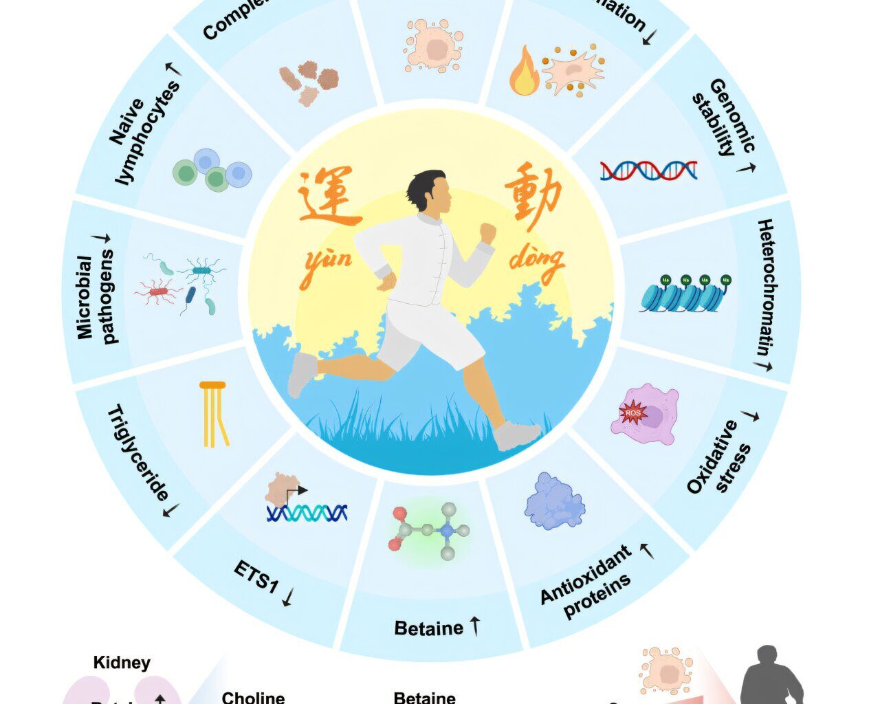 Mimicking the benefits of exercise with a single molecule