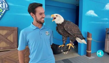 🦅🐊 Meet SeaWorld San Antonio’s Animal Ambassadors at Rescue Jr.