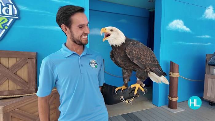 🦅🐊 Meet SeaWorld San Antonio’s Animal Ambassadors at Rescue Jr.