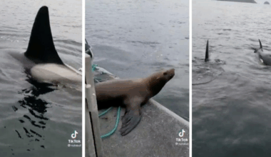 A sea lion hopped on a woman's boat to escape a group of killer whales and the footage is wild