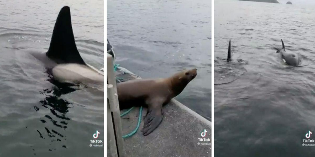 A sea lion hopped on a woman's boat to escape a group of killer whales and the footage is wild