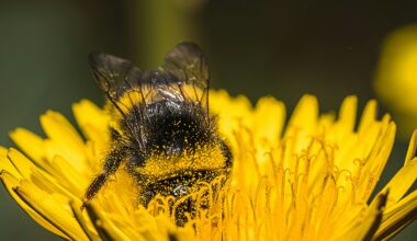 What a bumble bee chooses to eat may not match its ideal diet