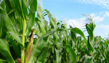 New Ohio law lets farmers buy affordable — and less regulated — health insurance alternative