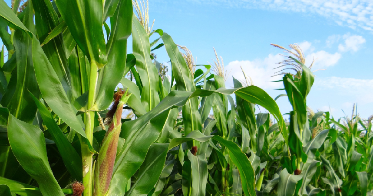 New Ohio law lets farmers buy affordable — and less regulated — health insurance alternative