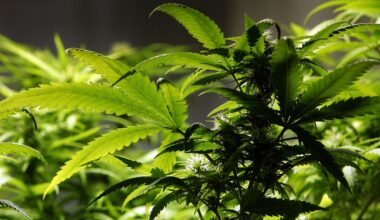 City of Dallas pauses enforcement of voter-approved marijuana law
