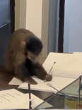 Office Staff Walk In To Find A Monkey Hard At Work On One Of Their Desks
