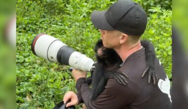 Monkey Immediately Recognizes Guy Who Helped Her 2 Years Later