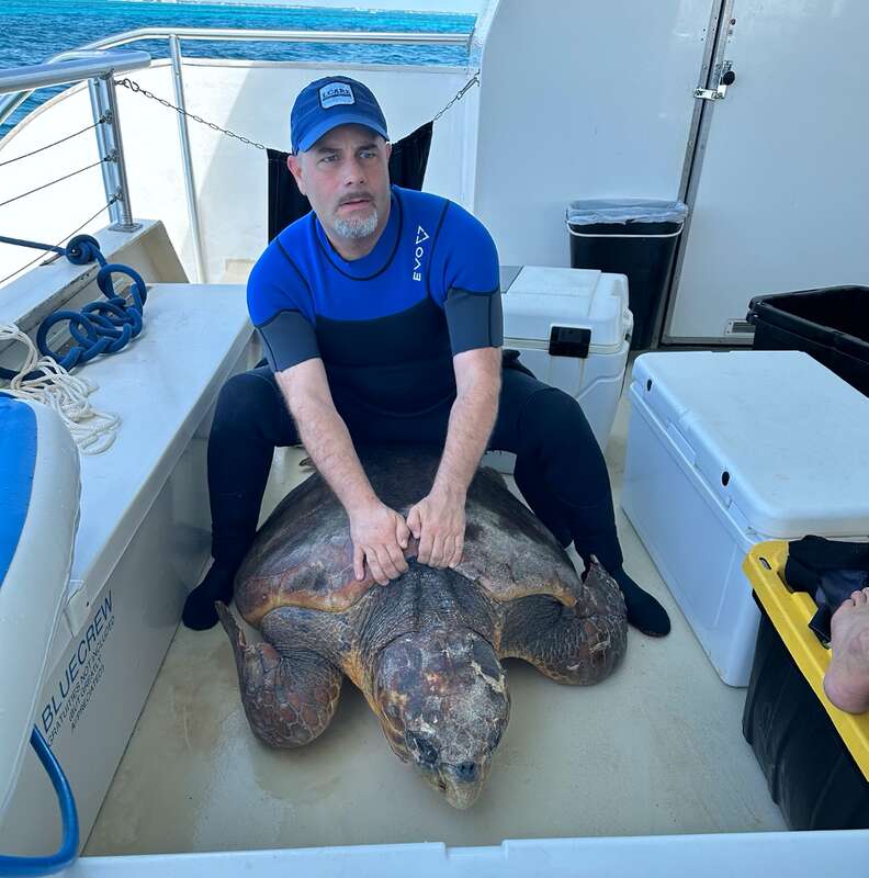 Injured sea turtle rescued