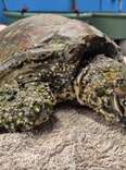 Turtle Covered In Barnacles Couldn't Move — Now She's A Glowing 'Boss'