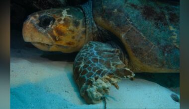 Diver Sees An Enormous Turtle On The Sea Floor And Realizes He Needs Help