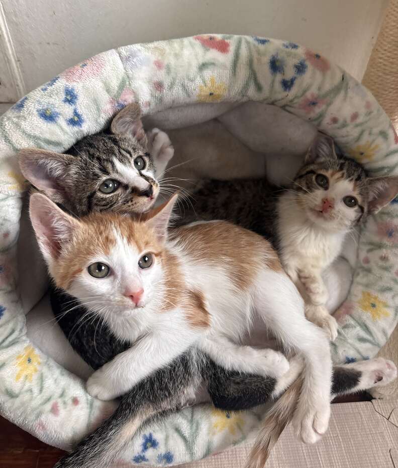 Cat siblings cuddle together