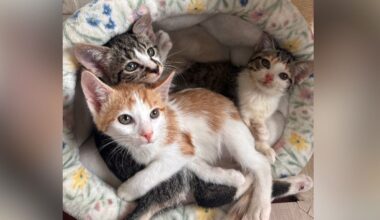Kittens With Mystery Illness Were About To Be Put Down — Then Hope Arrived