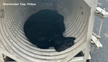 Bear captured after being spotted wandering around Warminster Twp., Pennsylvania