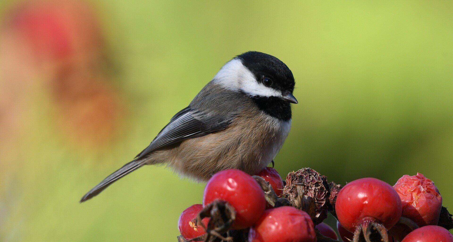Chickadees recall places by simply looking from afar