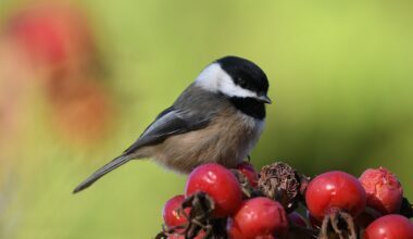 Chickadees recall places by simply looking from afar