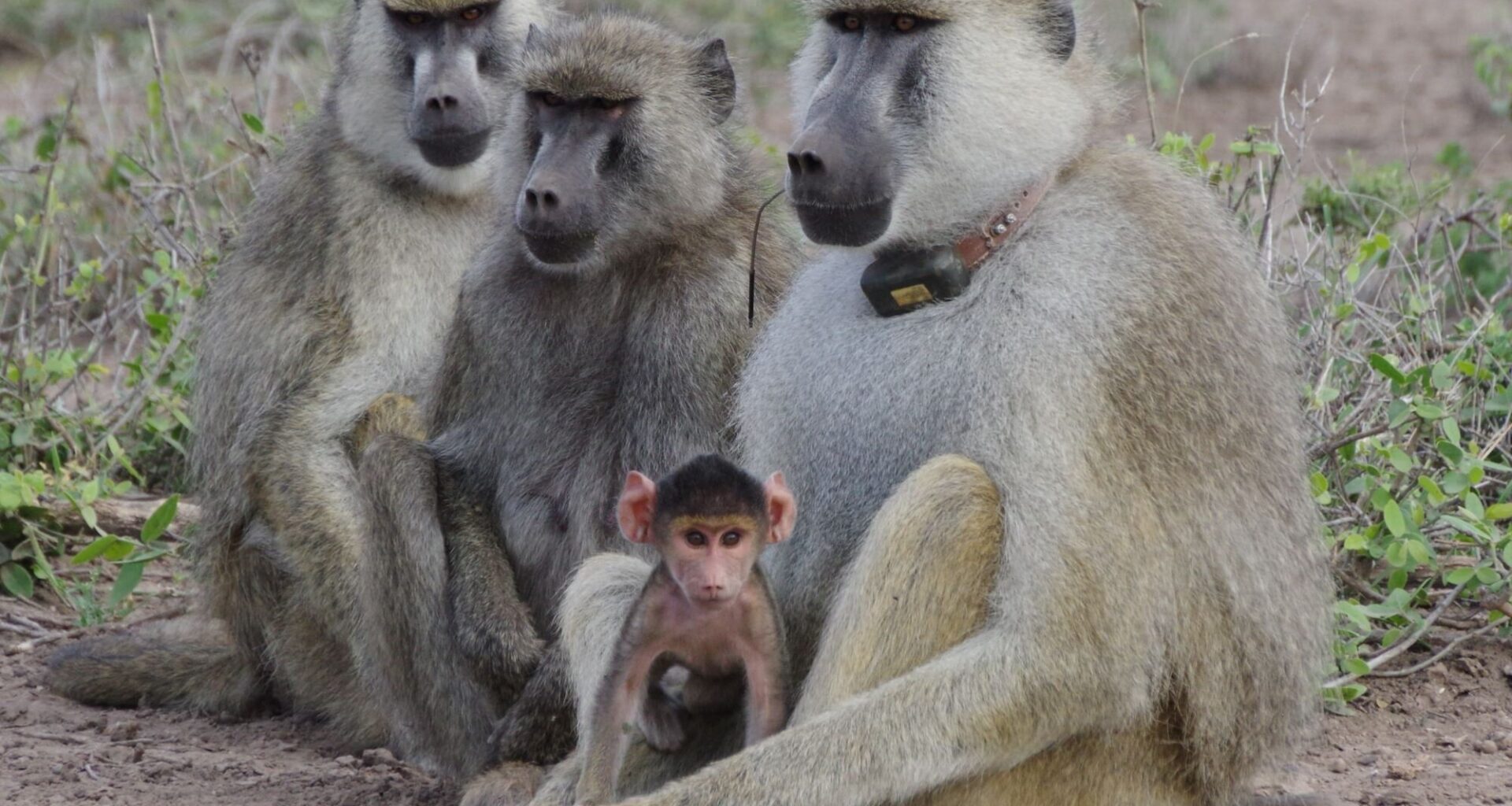 Father-daughter bonding may help female baboons live longer