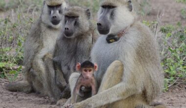 Father-daughter bonding may help female baboons live longer