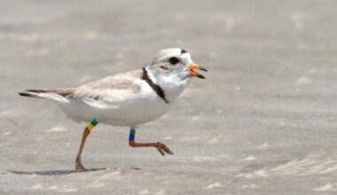 Montauk postpones fireworks after endangered bird nests at launch site