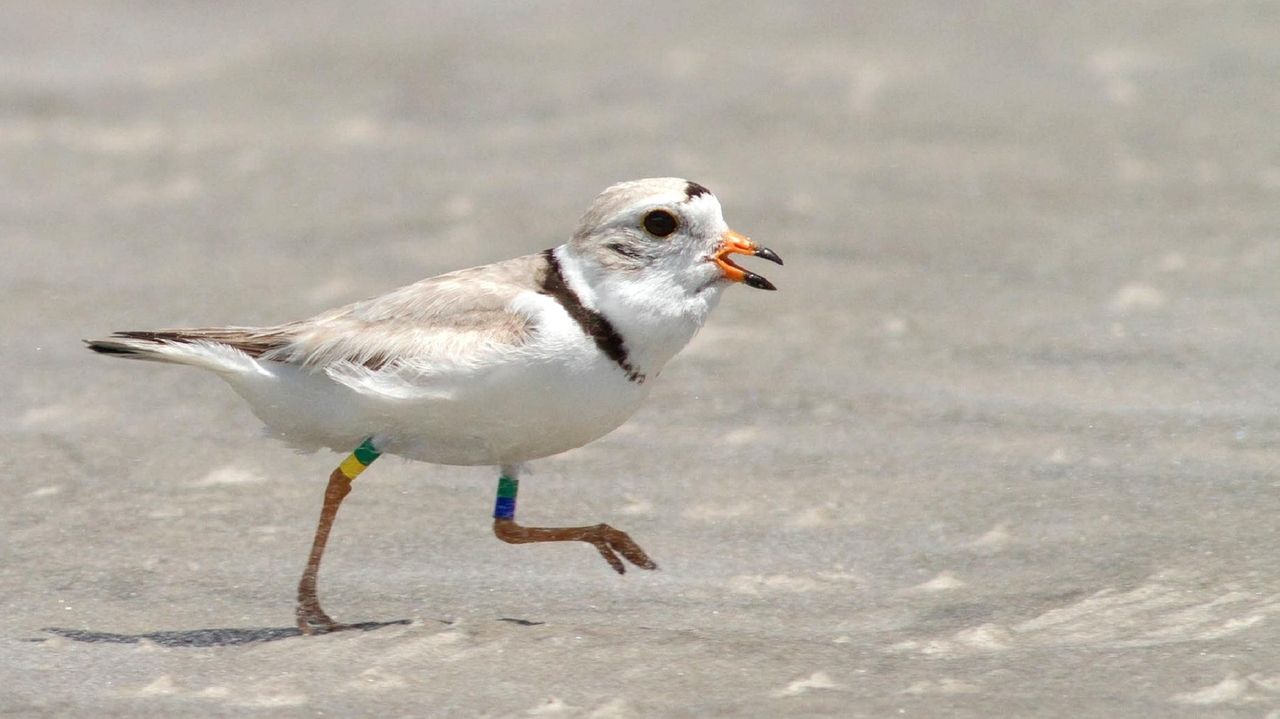 Montauk postpones fireworks after endangered bird nests at launch site